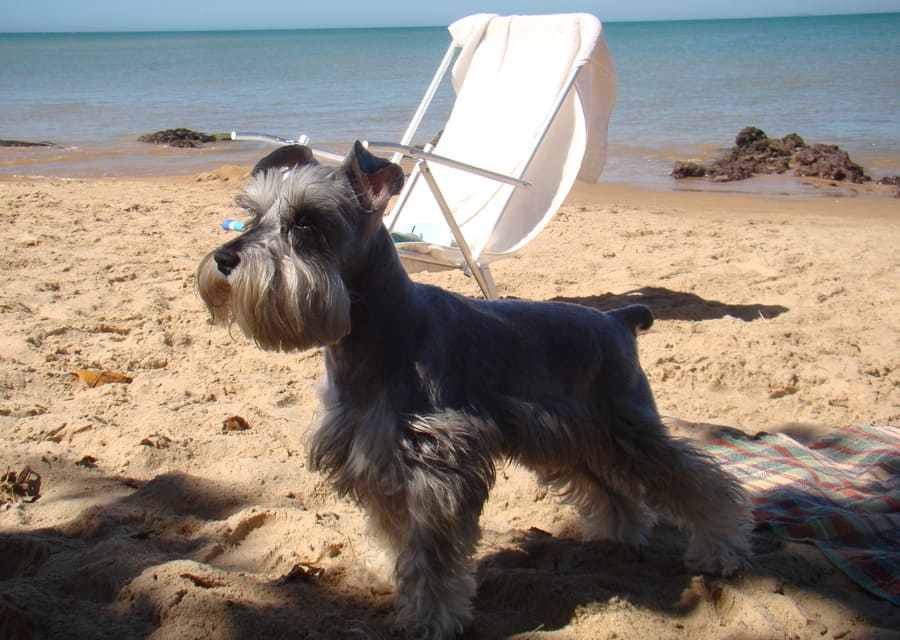 Noé na praia dos castelhanos