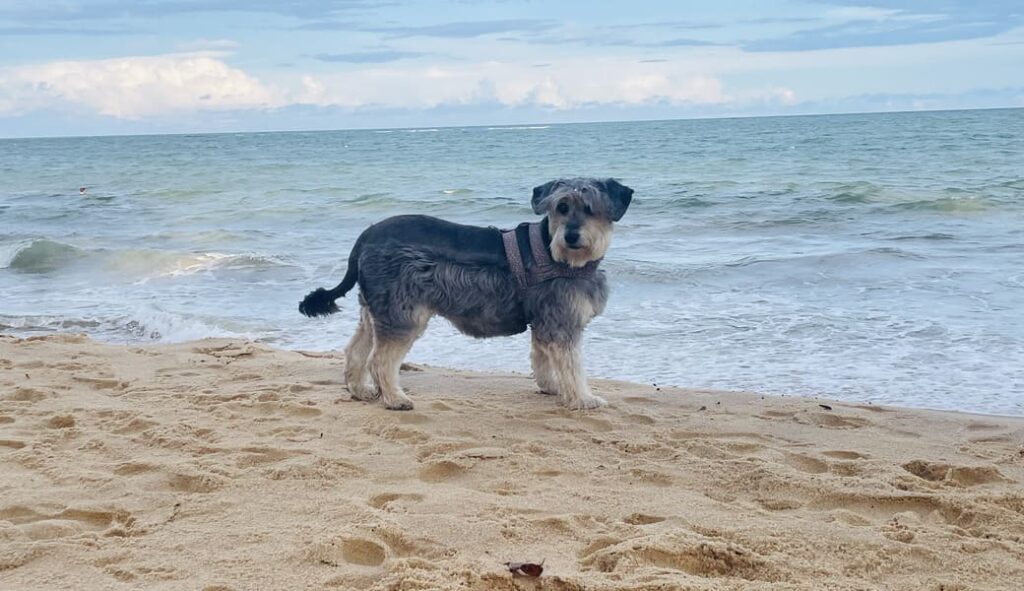 Meg, Praia dos Coqueiros, Trancoso (BA)